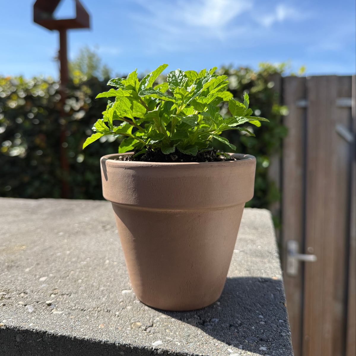 Blumentopf OUTSIDE